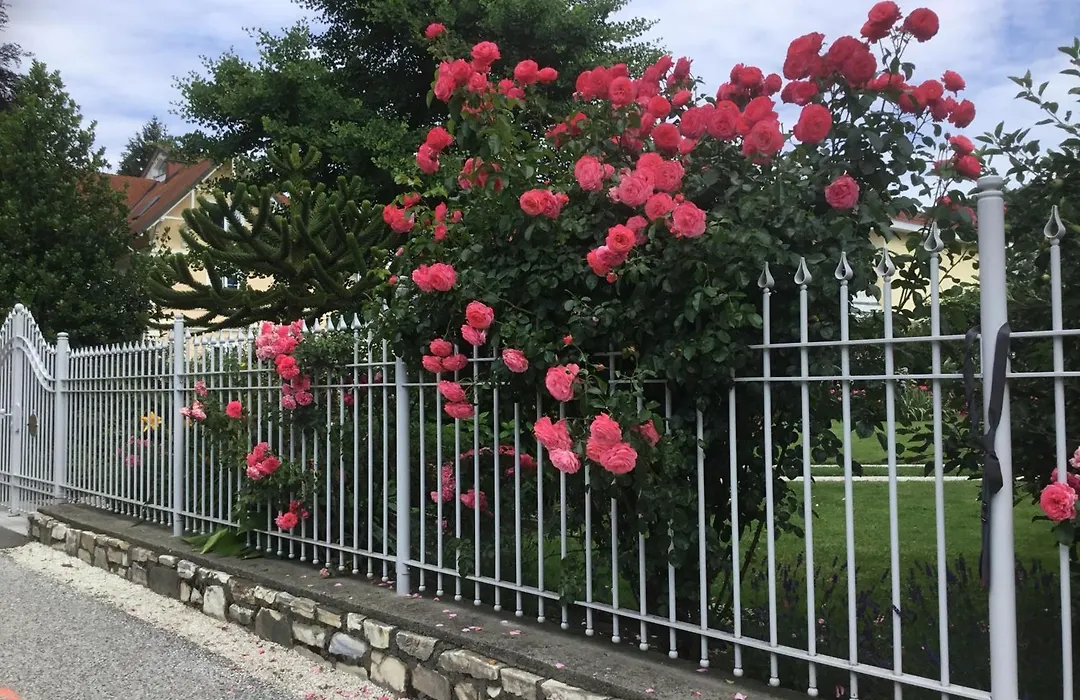 Villa Auguste-1