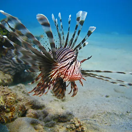 Oonas Dive Club-3