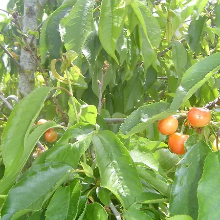 Quinta Dos Oliveiras-2