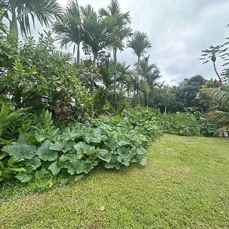 Hawaiian Ohana Home-2