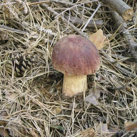 Hotel Los Perales-3