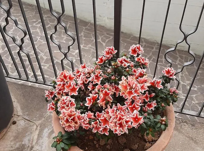Da Cinzia