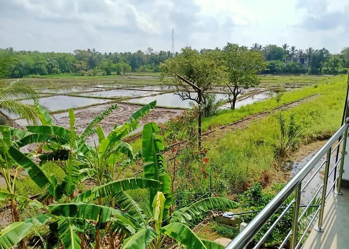 Freedom of Green Rice View