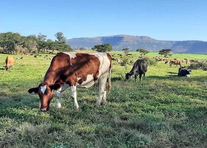 The Nest Drakensberg Mountain Resort Hotel