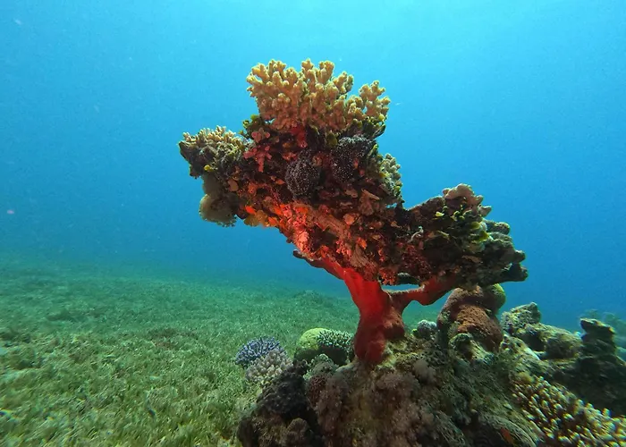 Aqaba Pro Divers