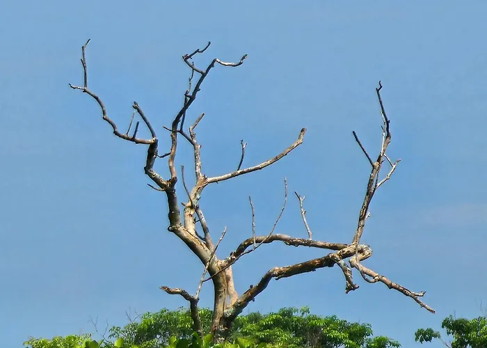 Green Village Negombo