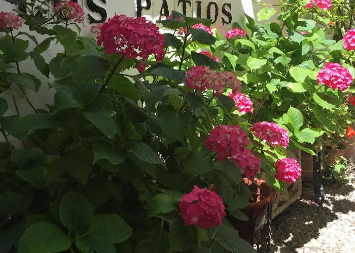 Los Patios