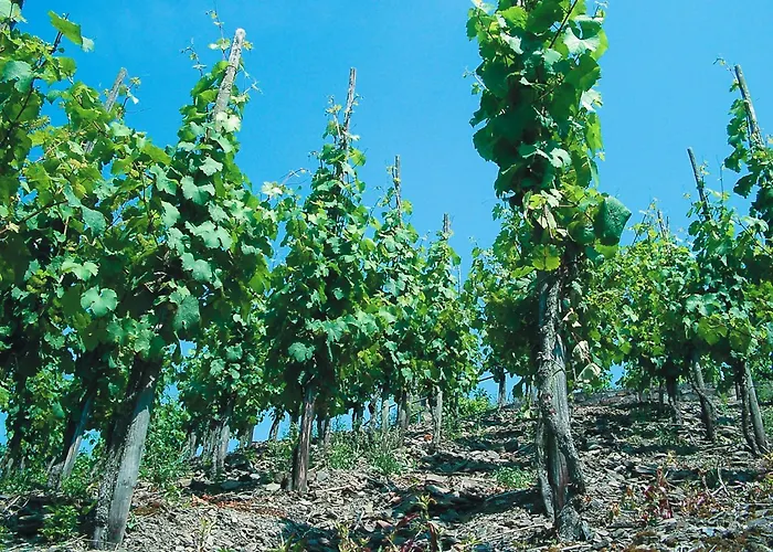 Weinhotel Hubertus Garni
