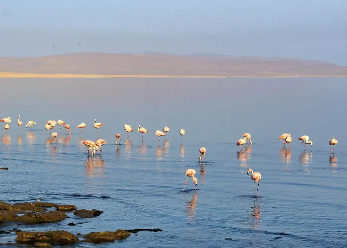 Bamboo Paracas Hotel