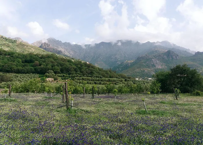 Domaine Acciola