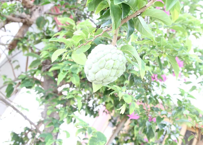 Sweetsop Jamaica Villa&Tours