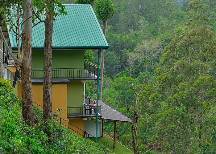 Tea Hills Ella
