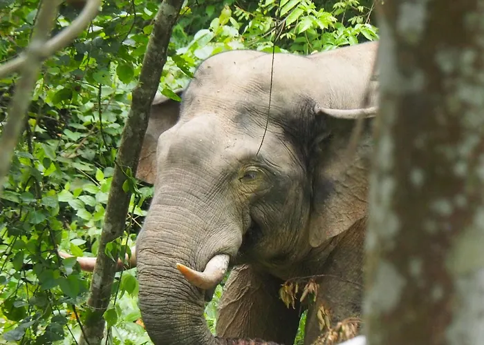 Thejungleguide - Lodges & Treks