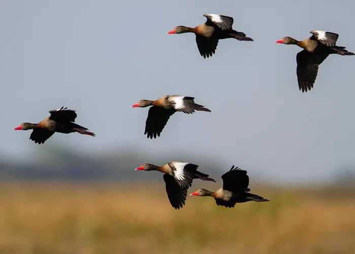 Wild Wetlands Lodge