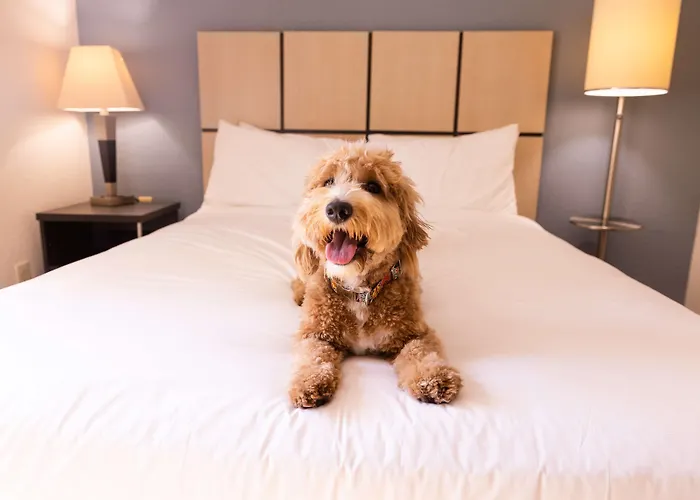 Sonesta Simply Suites Atlanta Gwinnett Place