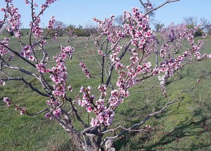 Taralee Orchards