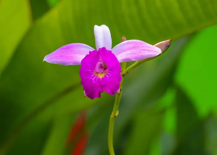 Garden Of Heliconias Lodge