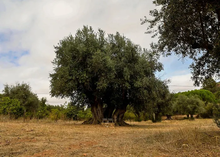 Horta Da Moura By Wot Signature