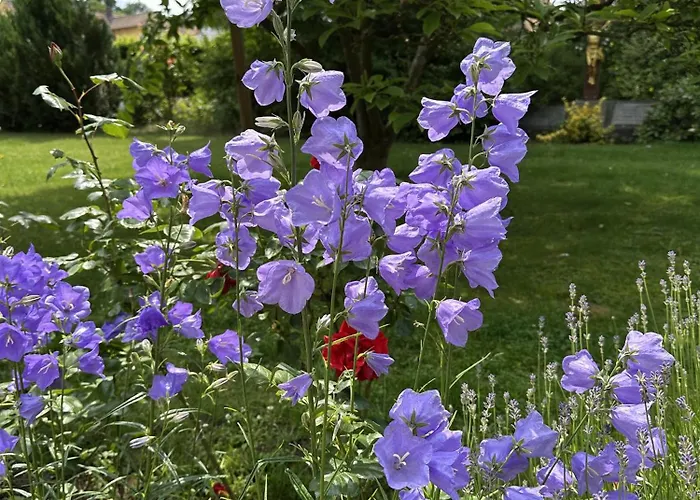 Haus Lutherrose
