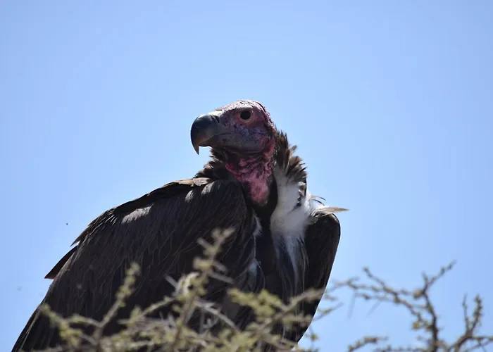 Sekenani,Leparan Lodge