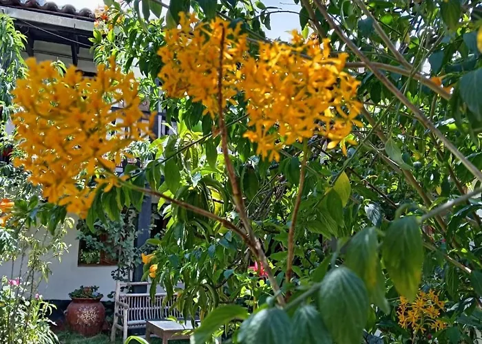Las Orquideas Ollantaytambo In