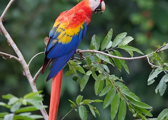 Finca Sueno De Osa