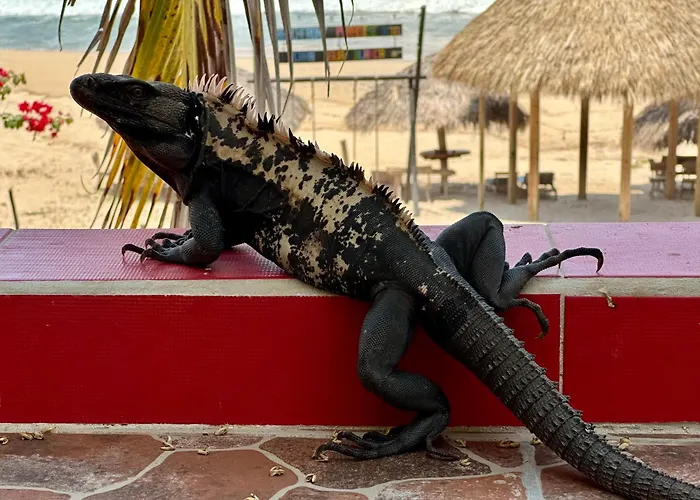 Beachfront Paradise Boutique Hotel - Alebrijes Jacuzzi Suits