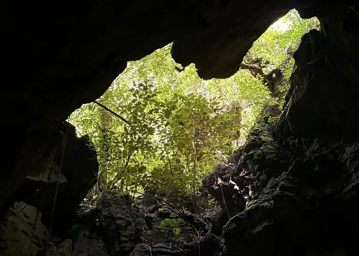 Dendi Guest House & Orangutan Explore
