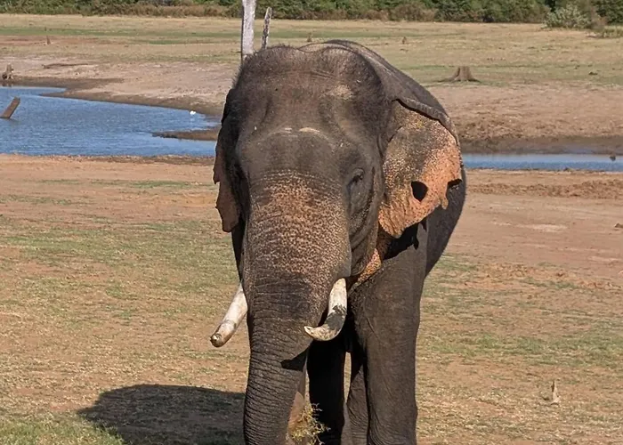 Vimanra Udawalawa