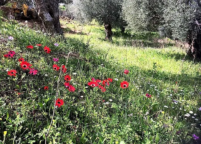 Hakuna Matata Holidays Wooden Lodge With Airco & Pool In Greek Olive Grove
