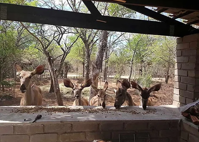 Self Catering Africa Bush Vacation In Marloth Park