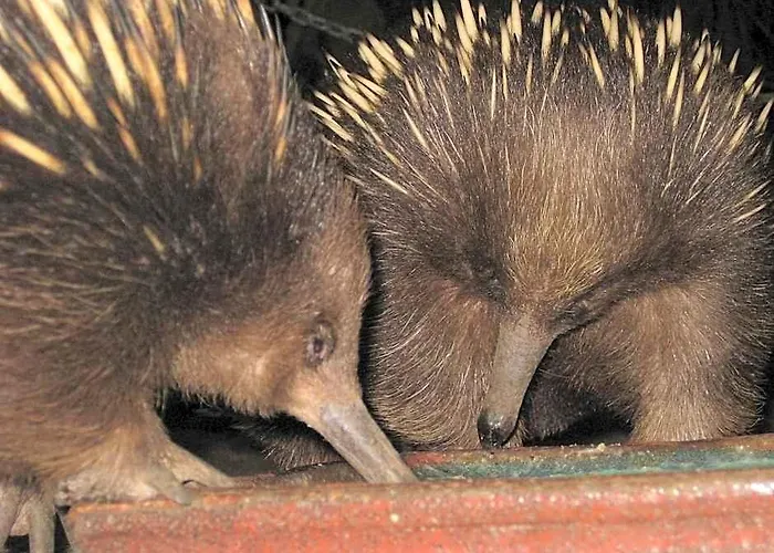 Big4 Kelso Sands Holiday & Native Wildlife Park