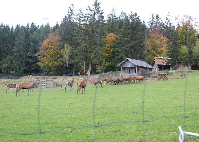 Gasthaus Zur Waldesruh
