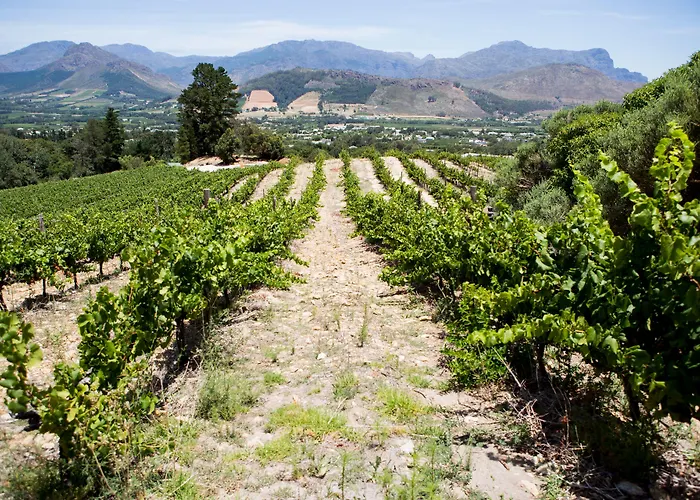Dieu Donne Vineyard Maison Montagne