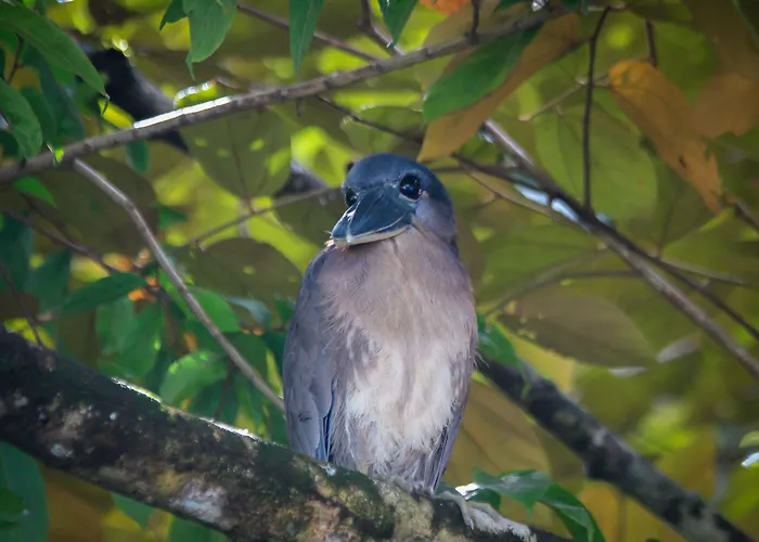 Aguila De Osa Rainforest Lodge