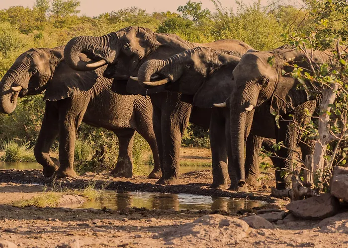 Victoria Falls Safari Club